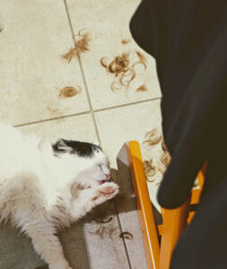 Katze leckt sich die Pfoten und bescheinigt die saubere Arbeit